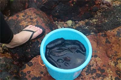 海藍電機員工海邊抓到的海鮮 海藍電機員工海邊抓到的海鮮