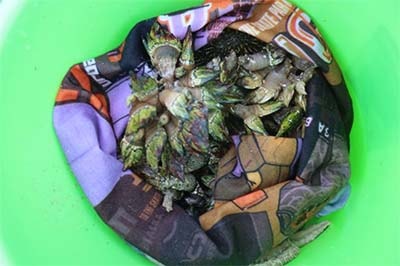 海藍機電員工摸到的海鮮 海藍機電員工摸到的海鮮