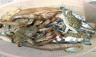 海藍員工又收獲海鮮 海藍員工又收獲海鮮